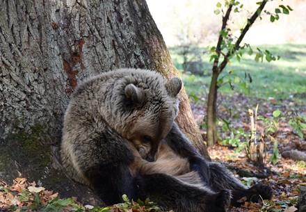 Bears Being Goofy