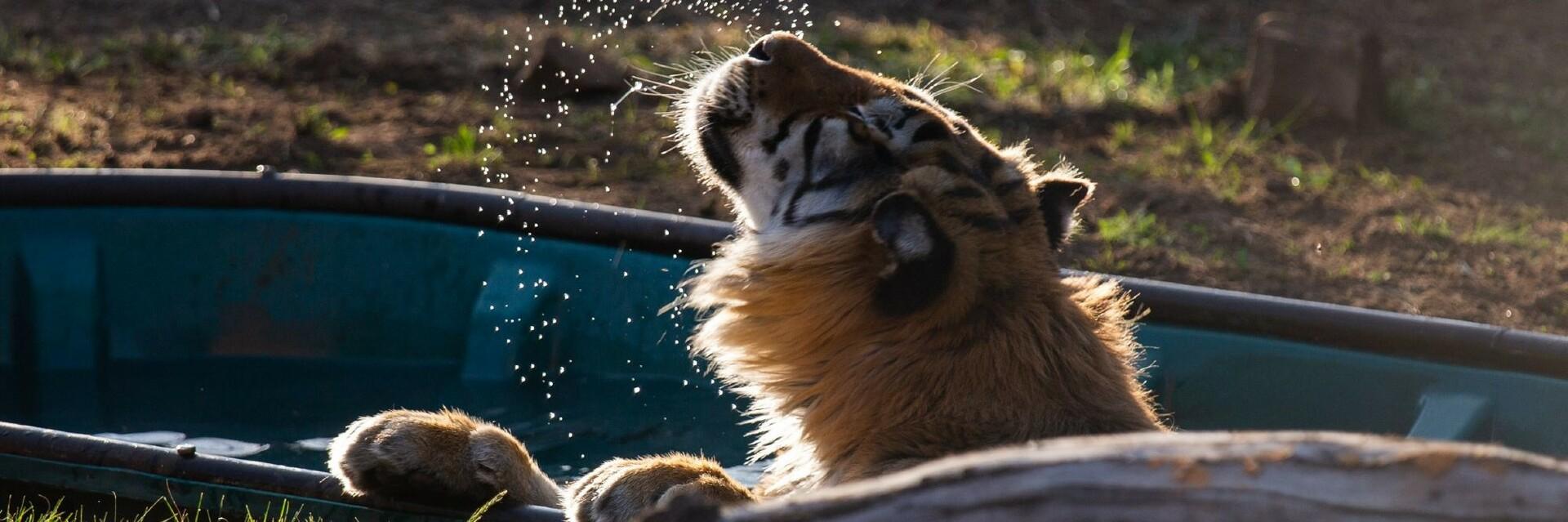 Tiger at LIONSROCK