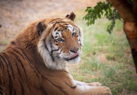 Tiger Caruso