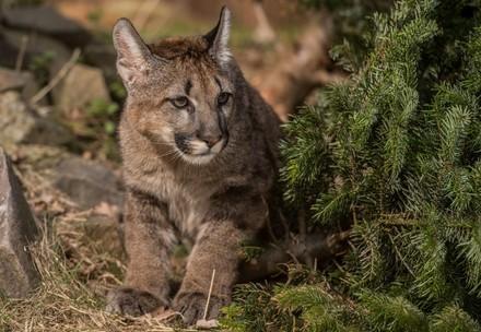Puma Tikam 