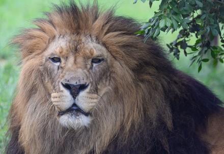 Big cats need our help!