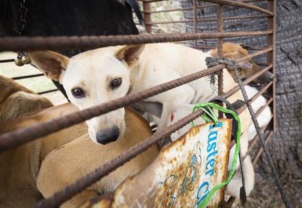 A dog in a cage on a motobike Takeo, Cambodia