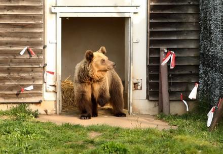 Bear Dushi