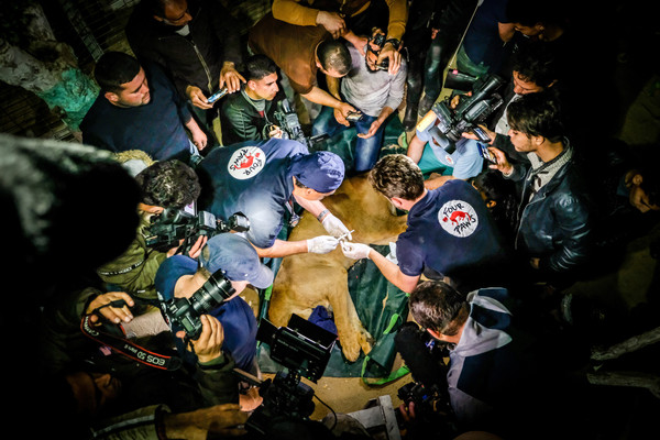 Animals being rescued during 2019 Gaza mission
