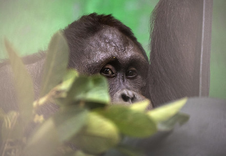 Orangutan Robin