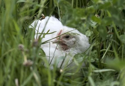 Chicken