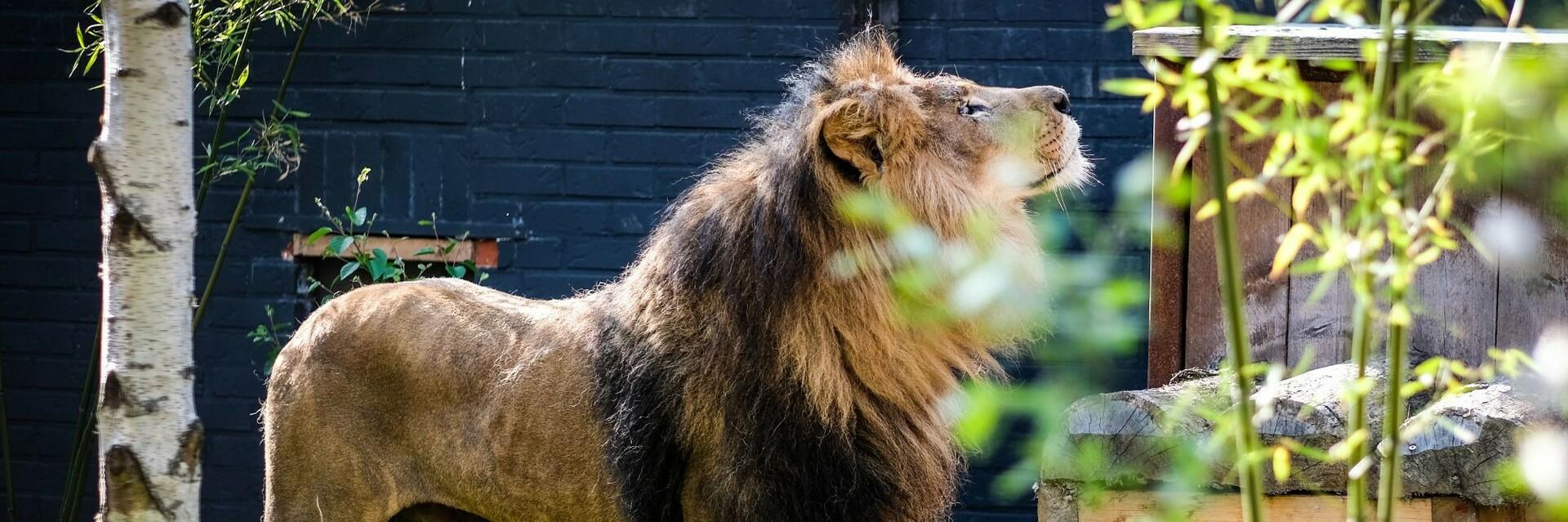 Lion in FELIDA