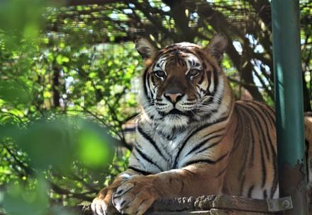 Tigress Dehli at FELIDA