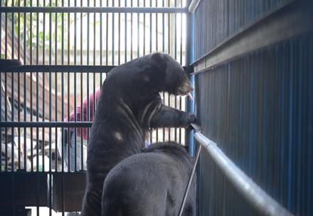 Bears in Vietnam