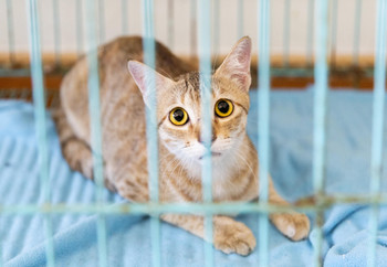 A cat in the spay and neuter clinic in Da Nang, Vietnam