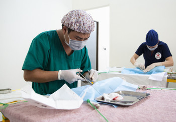 A veterinary team sterilising stray animals