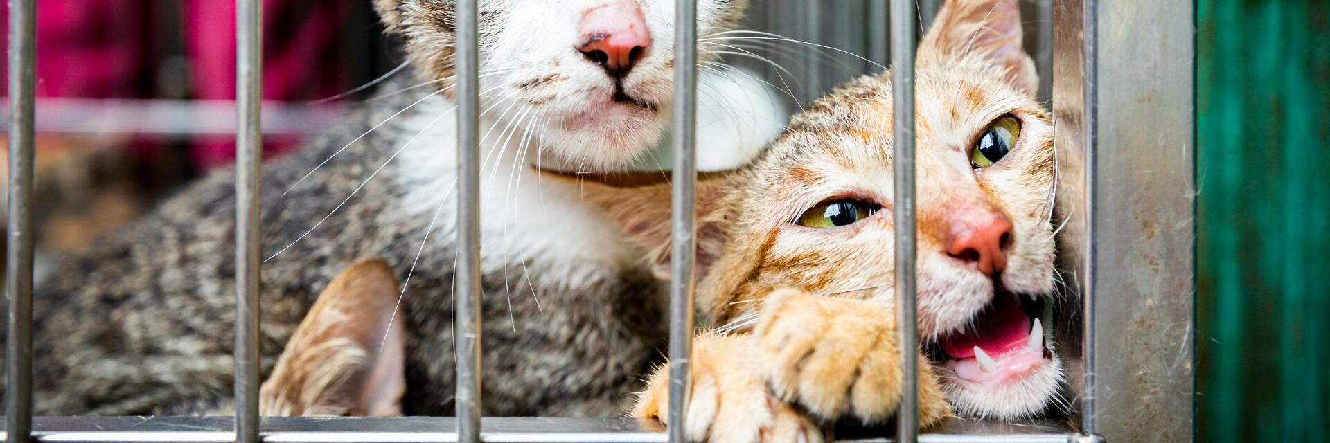 Cats in a cage