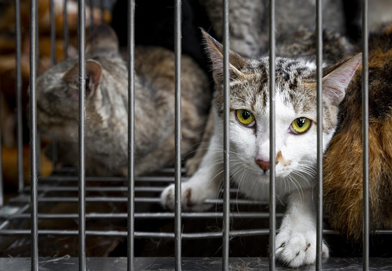 Cat in a cage