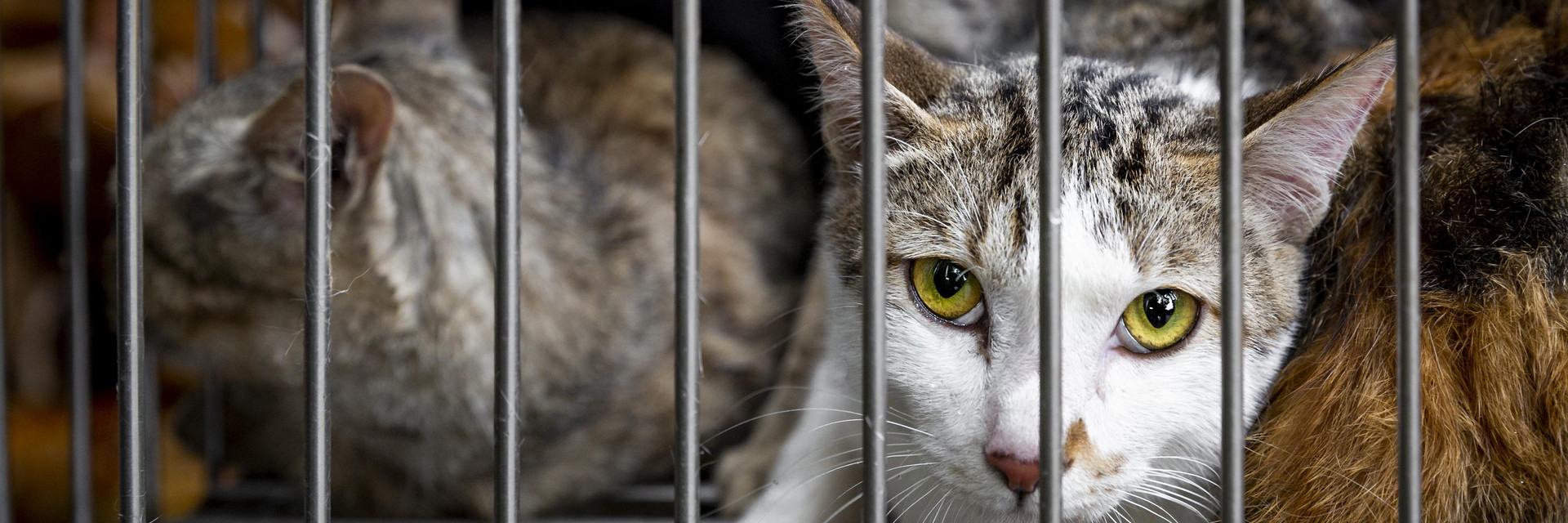 Cats in cage