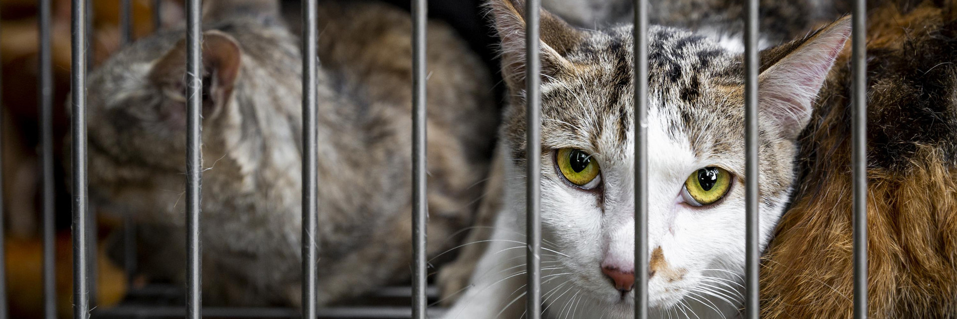 Cat in a cage in Vietnam