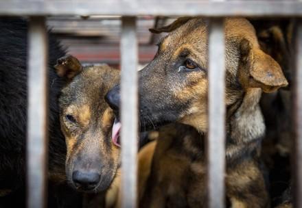 Dogs in cages