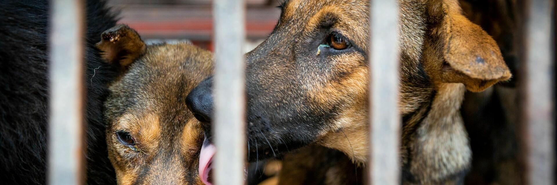 Dog Cat Meat Trade