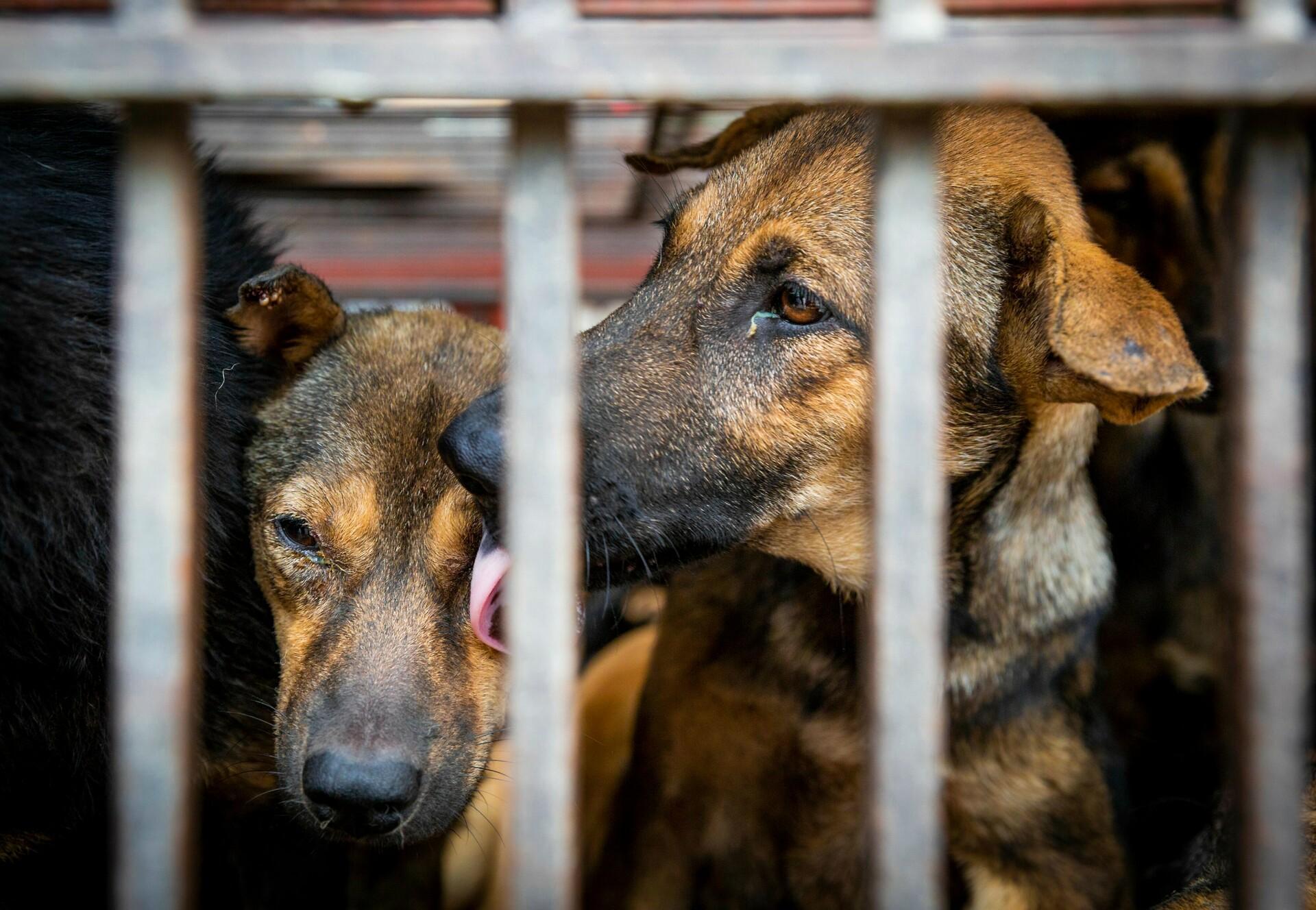 Dogs in a cage