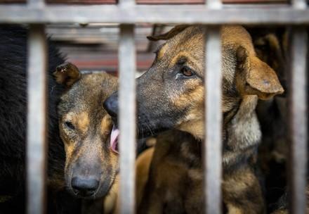 Dogs in a cage