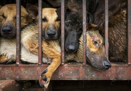 Dogs in a cage