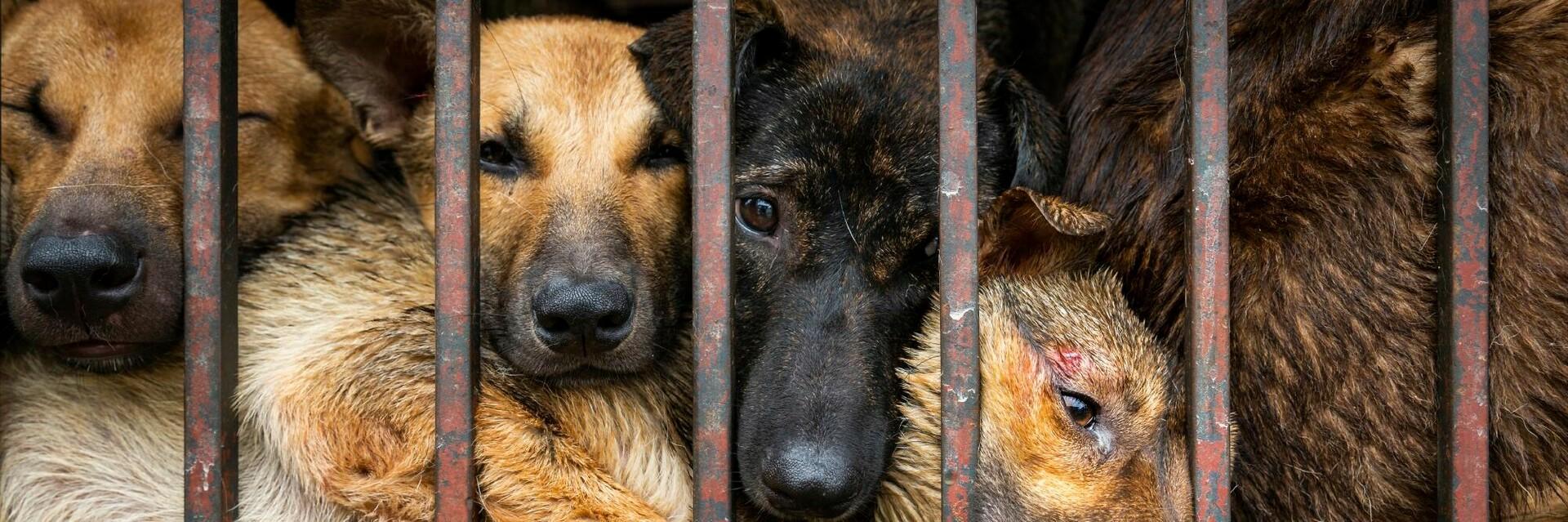 Dogs in a cage