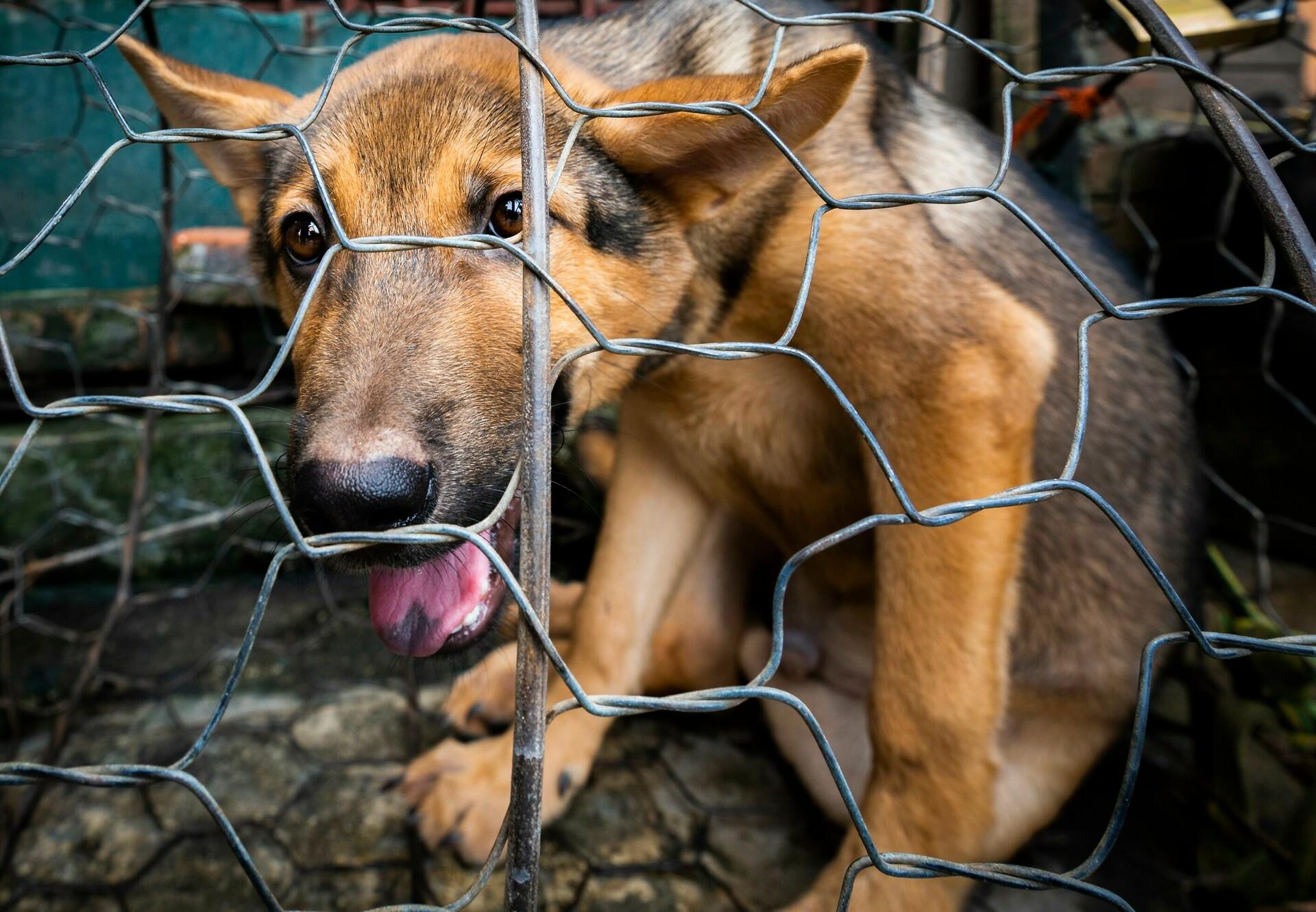 Dog and cat meat trade reports Dog and cat meat trade reports