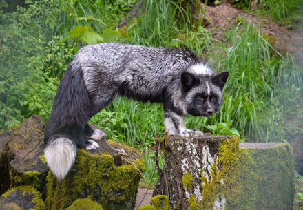 Fox Jackson at TIERART