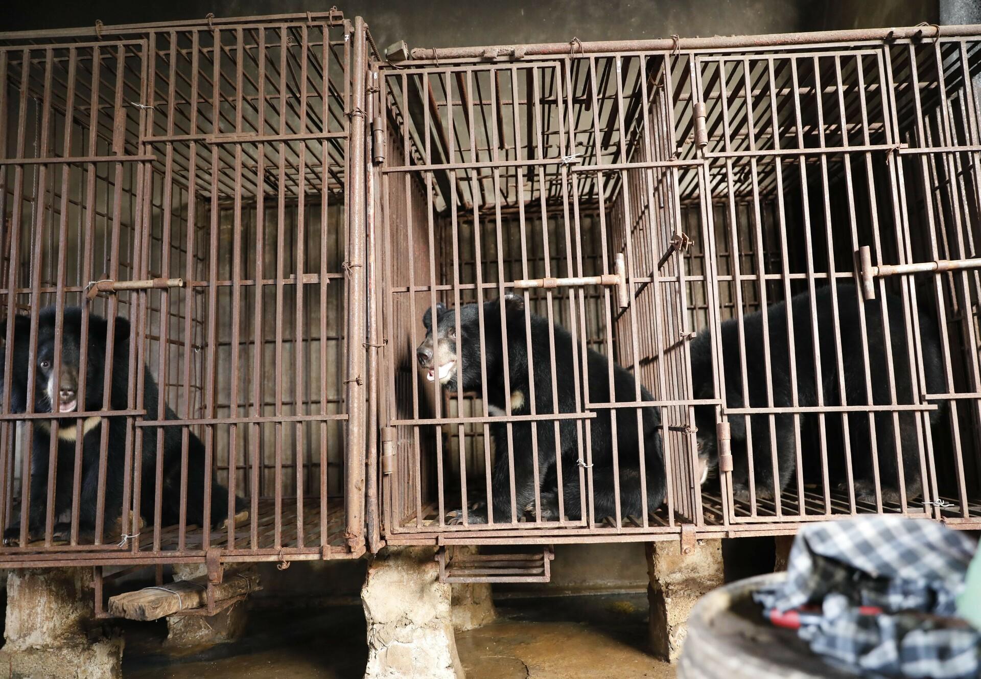 Bears in Vietnam
