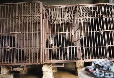 Bears in Vietnam