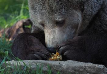 Brumca having a snack