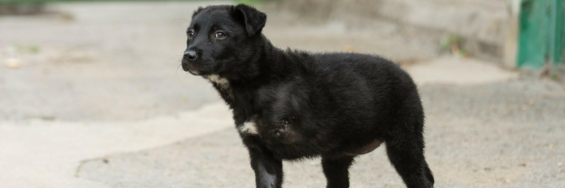 Rescued puppy