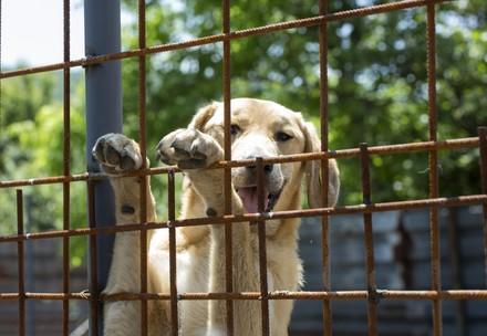 Dog in a shelter