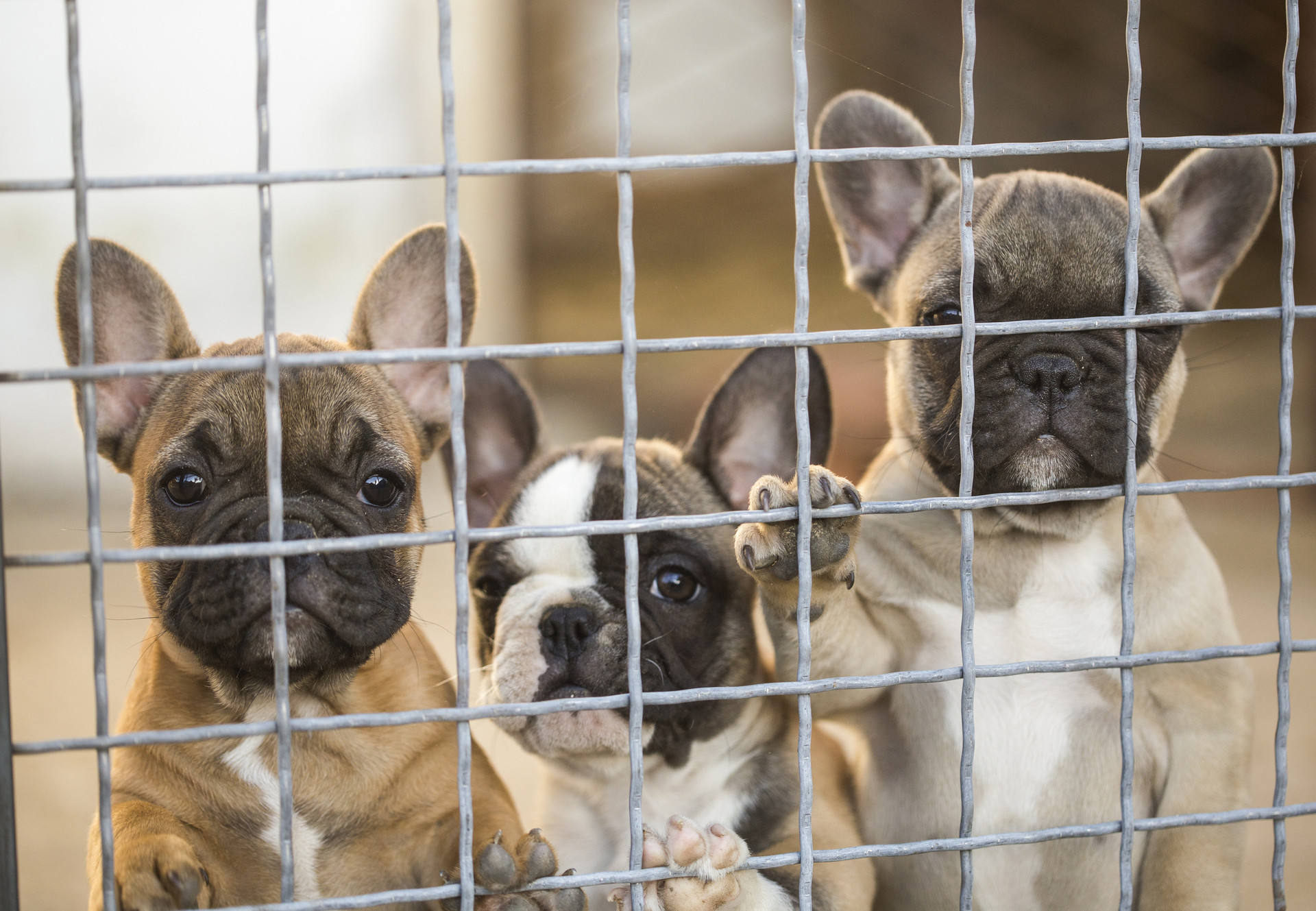 Puppies