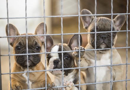 Puppies