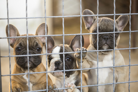 French bulldogs