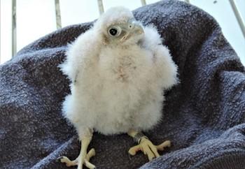 Young bird