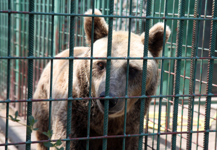 Bear in cage
