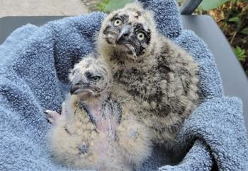 Injured owlets
