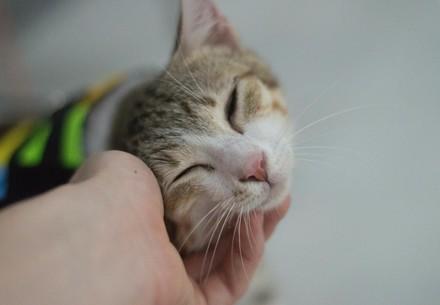 Happy cat