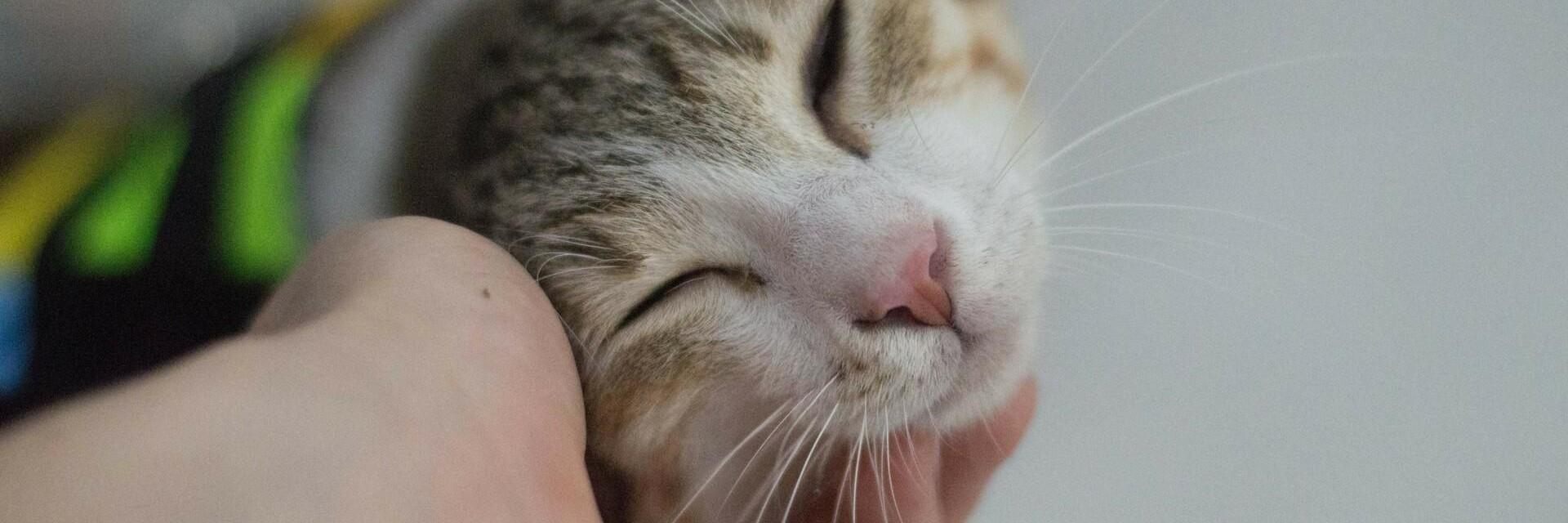 Happy Cat