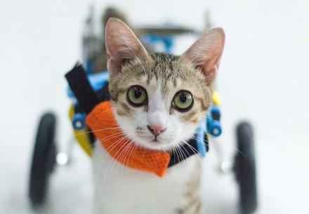 Cat Buttercup
