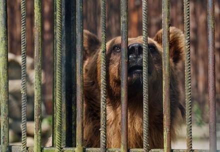 #saddestbears Ukraine