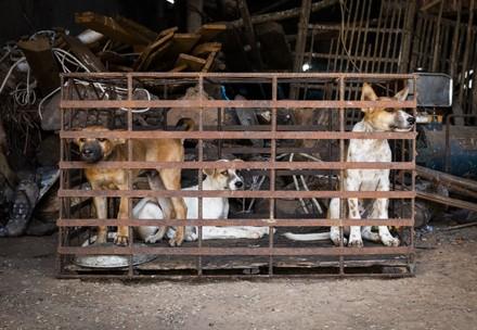 Dogs in Cages