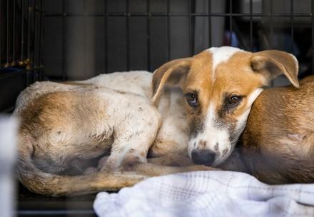 Rescued dog