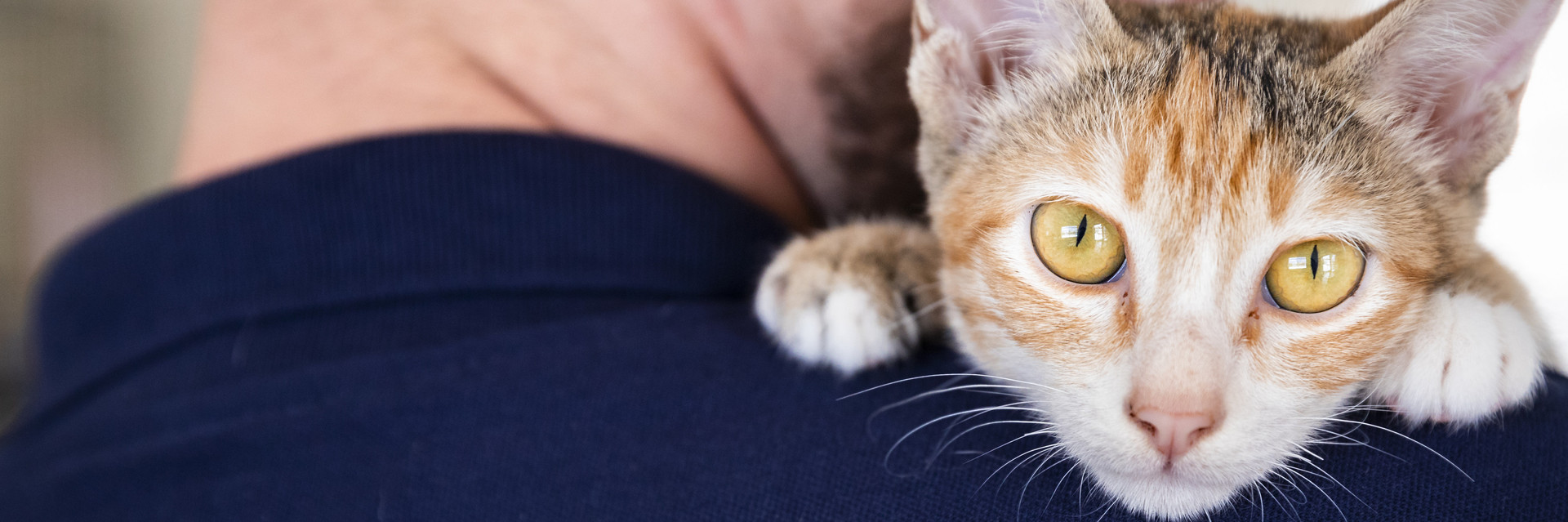 Cat and his owner