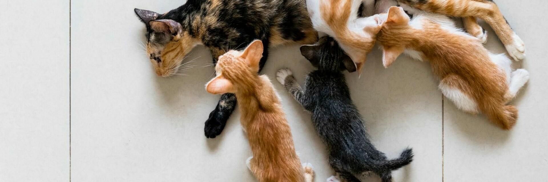 Cat with kittens