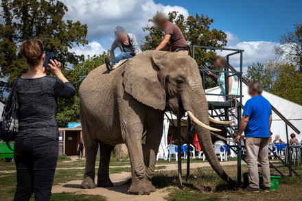 Elephant riding and tiger selfies: Ruthless tourism in the heart of Europe
