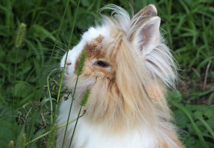 Rabbit listening