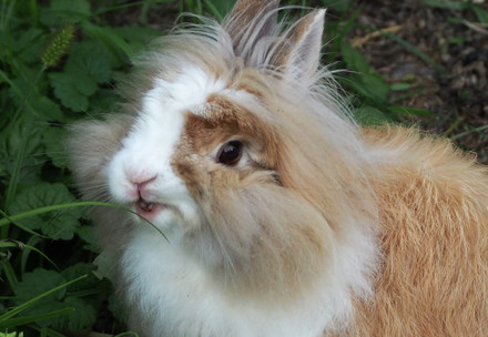 Rabbit eating