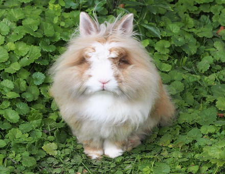 Rabbits as pets